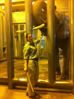 Toronto Zoo elephant keeper Jen Martin checks the mouth of her charge 41 year old Toka.